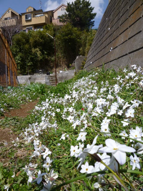 本牧崖の家 地鎮祭 u2013 楽しい設計と家づくりの日々～Sekiou0027s Blog