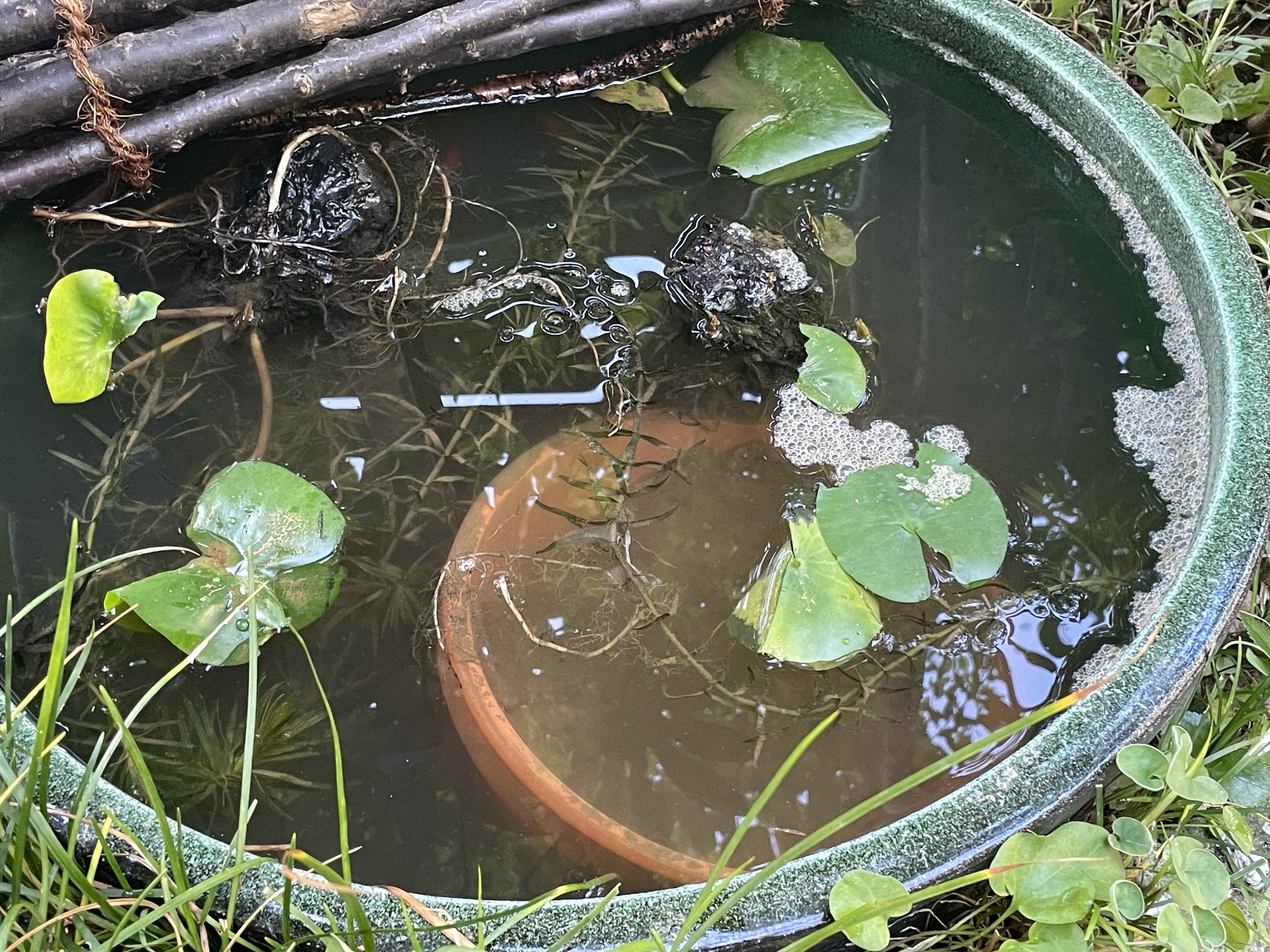 睡蓮鉢を荒らす犯人を特定 | 楽しい設計と家づくりの日々~Sekio's Blog